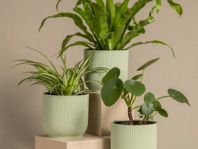 Indoor Plants for Air Purification